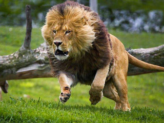 Lion running grassy field fallen - fallen free wallpaper