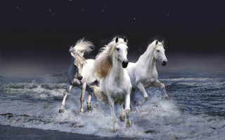 Three white horses running water 2 - a full moon in the background free wallpaper for desktop