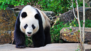 Panda bear zoo exhibit rocks - a panda bear free wallpaper
