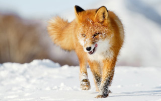 Red fox running through the 2 - in the wintertime time free wallpaper