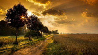 Dirt road trees grass sunset 3 - a sunbeam in the distance free wallpaper
