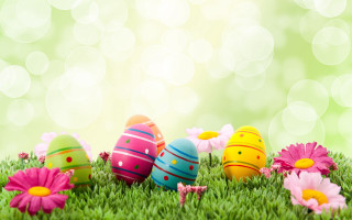 Colorful eggs grass daisies sunny - daisy free wallpaper