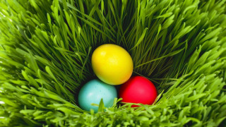 Colorful eggs green grass sunny - a green grass free wallpaper