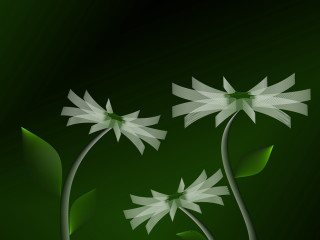 Green background white flowers leaves 3 - white flower and leaves free wallpaper