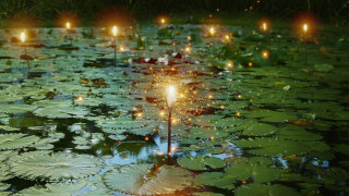 Pond lily pads candles water - the water next free wallpaper