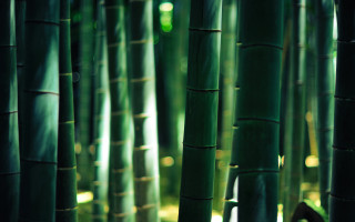 Tall green bamboo trees forest - asai chū free wallpaper for desktop