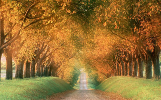 Road lined with yellow leaves - synthetism free wallpaper