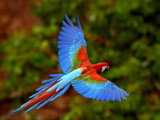 Colorful bird flying air wings 2 - a green background free wallpaper