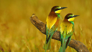 Birds branch grass yellow green - bird free wallpaper