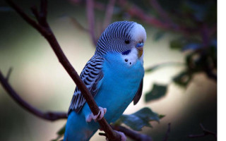 Blue parakeet perched branch leaves - charles bird king free wallpaper
