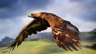 Bird of prey flying wings 3 - spread wide free wallpaper