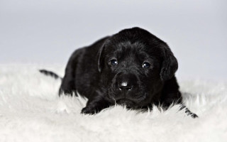 Black puppy white rug sad - pointillism free wallpaper