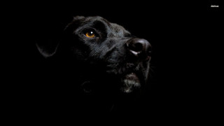 Black dog yellow eye chiaroscuro - chiaroscuro free wallpaper
