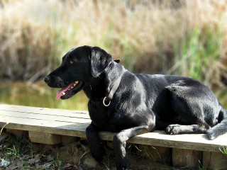 Black dog bench river grass - a few bush free wallpaper