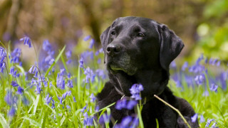Black dog laying blue flowers - a black dog free wallpaper
