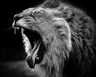 Lion roaring teeth dark mouth - its tooth free wallpaper