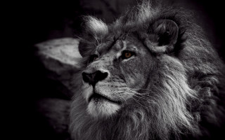 Lion black white photo rock - bernd fasching free wallpaper