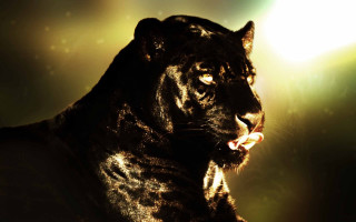 Black tiger sunlight mouth open - tooth free wallpaper