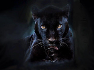 Black panther yellow eyes black - ahead free wallpaper