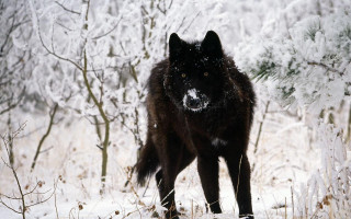 Black wolf snowy forest trees 2 - a black wolf free wallpaper