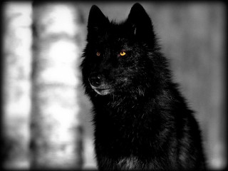 Black wolf yellow eyes blurry 2 - a black wolf free wallpaper