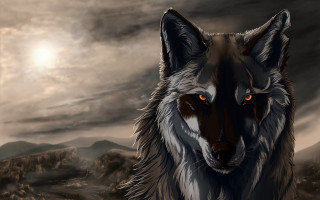 Wolf orange eyes grass rocks - orange eye free wallpaper