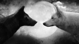 Dogs facing full moon sky - two dog free wallpaper