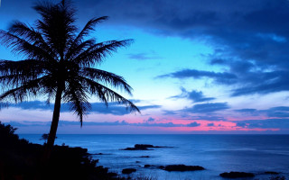 Palm tree silhouette sunset ocean 2 - a palm tree free wallpaper for desktop