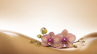Woman breast flowers painting art - photorealistic imagery free wallpaper