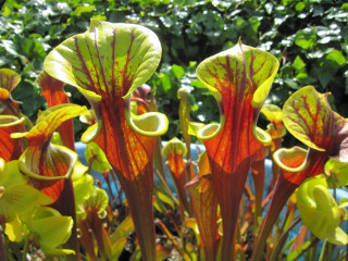 Flowers pot table garden green - free spring wallpaper for desktop