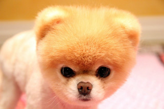 Small dog fluffy head serious - fluffy free wallpaper