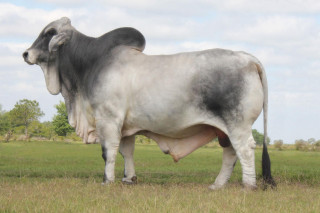 Large cow field trees sky - candido bido free wallpaper