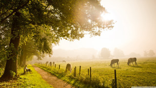 Cattle grazing forest foggy day - a foggy day free wallpaper