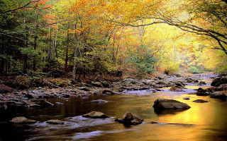 Stream forest trees rocks fall - fall free wallpaper