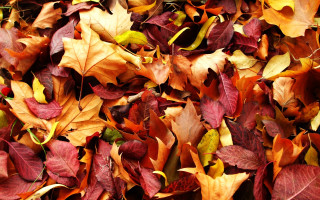Fall leaves pile grass colorful - free autumn wallpaper