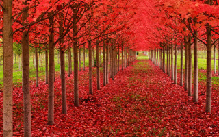 Red leaves park green grass - green grass and trees free wallpaper