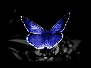 Blue butterfly white spots flower 2 - white spot free wallpaper