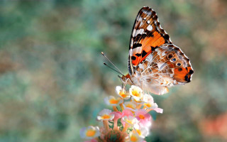 Butterfly flower macro nature blurry - a blurry background of flowers free wallpaper