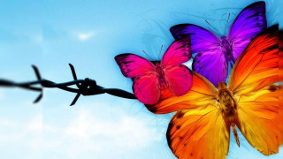 Butterflies barbedwire fence sky vividcolors - vivid free wallpaper