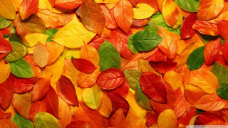 Leaves wall red yellow room - free autumn wallpaper