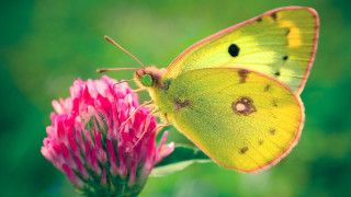 Yellow butterfly pink flower grass - e. t. free wallpaper