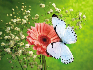 Butterflies flower green background white - two butterfly free wallpaper
