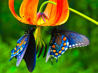 Butterflies flower macro nature blurry - two butterfly free wallpaper
