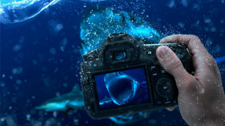 Person holding camera shark water - a person holding free wallpaper
