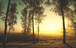 Field trees sun fog air - e. william gollings free wallpaper