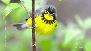 Yellow black bird branch tree 2 - the background and a blurry background free wallpaper