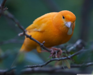 Yellow bird branch tree leaves - a yellow bird free wallpaper