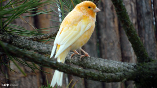 Yellow white bird forest branch - upper body free wallpaper for desktop