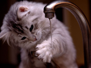 Cat drinking water faucet bathroom - fluxus free wallpaper