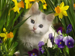 Kitten hiding flowers blue eyes - the flower free wallpaper